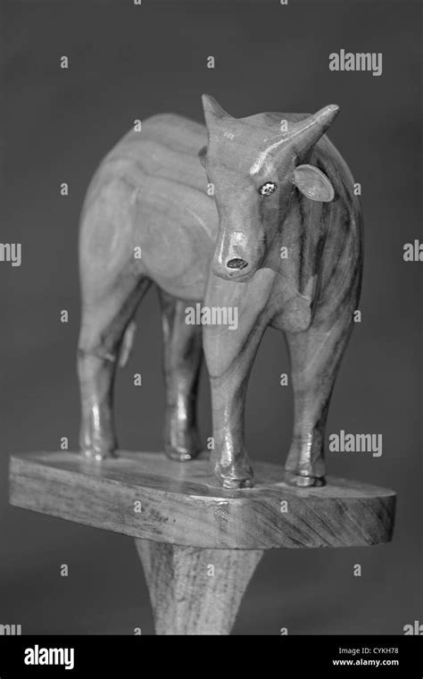 Gaur horn Black and White Stock Photos & Images - Alamy