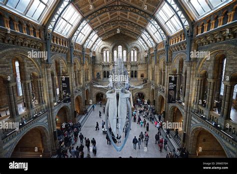 Blue Whale Skeleton Named HOPE In The Natural History Museum The UK