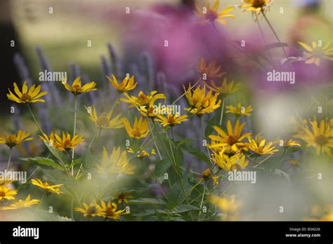 Summer flower garden Stock Photo - Alamy