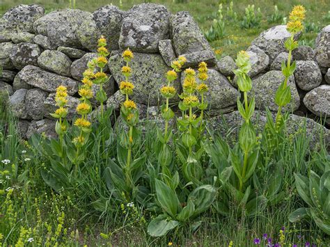 Genziana Propriet Benefici E Usi Naturopataonline