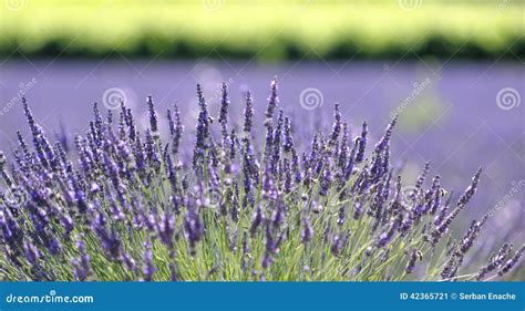 Planta Da Alfazema Na Flor Imagem De Stock Imagem De Exterior