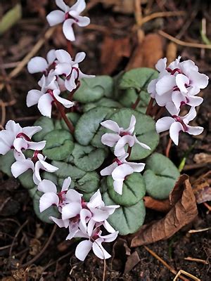 CYCLAMEN COUM SILVER LEAF - Cotswold Garden Flowers