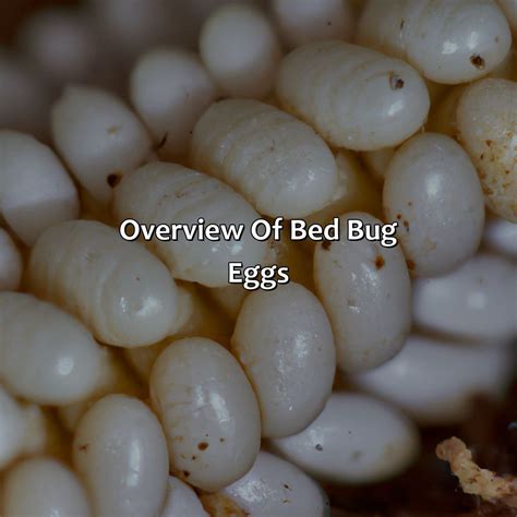 What Color Are Bed Bug Eggs - colorscombo.com