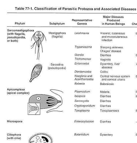 Protozoa Classification Of Eukaryotic Microbes