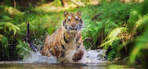 Siberian-Tiger-Hunting-In-The–losarpage – Kunzang Palchen Ling