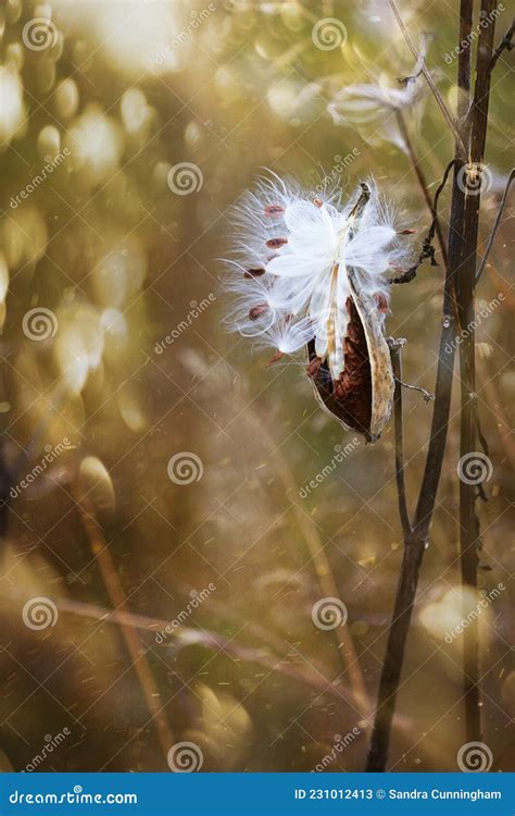 Milkweed Pods Opening With Seeds About To Blow In The Wind Stock Image