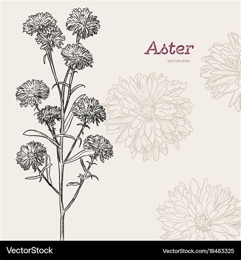 Aster flower sketch Royalty Free Vector Image - VectorStock