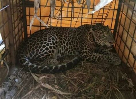 Seekor Macan Tutul Jawa Dilepasliarkan Di Taman Wisata Alam Kamojang