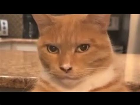 Mewing Cat And Looksmaxxing Youtube