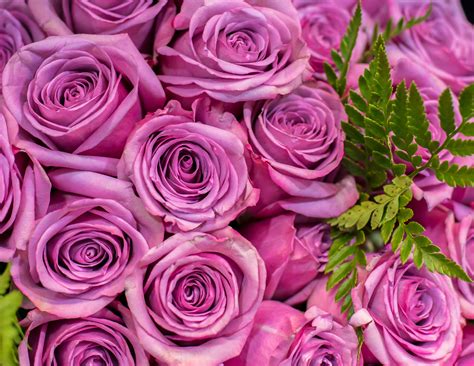 Banco de imagens : flor, Flores, ramalhete, 4k, papel de parede, Rosas