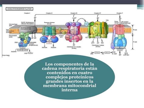 Cadena Respiratoria Y Fosforilacion Oxidativa Ppt