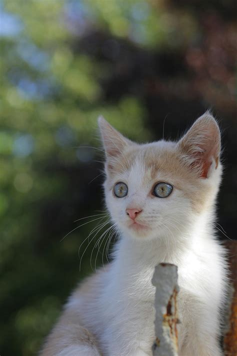 Siamese Cat · Free Stock Photo