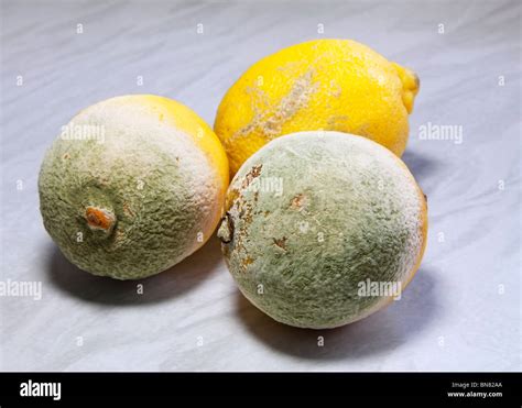 Rotten Old Lemons Two Covered With Green Penicillium Fungus Mould And