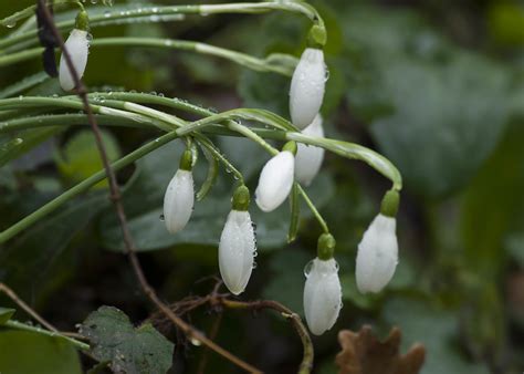 Perce Neige Janvier Domaine Des Oiseaux Maz Res Jean