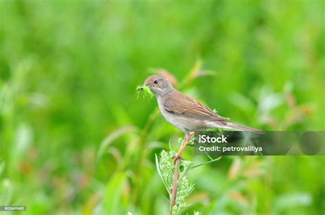 Northern Wheatear Bird Female Bird Of The Flycatcher Family The Bird ...