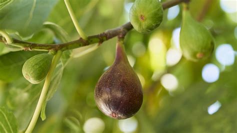 How To Get A Fig Tree To Fruit 3 Expert Tips For An Abundant Harvest Of Sweet Fruit