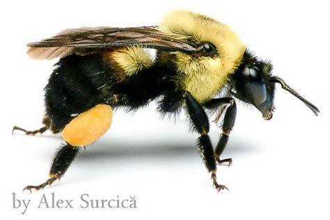 Brown Belted Bumblebee Worker Bombus Griseocollis Bombus