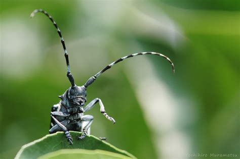 虫の写真と生態なら昆虫写真図鑑「ムシミル」