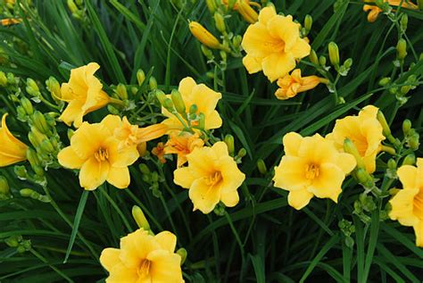 Yellow Daylily Stock Photos Pictures And Royalty Free Images Istock