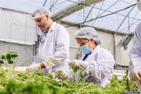 Biof Brica Concret La Primera Cosecha De Cannabis Medicinal Del