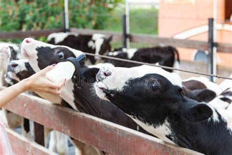 Baby Cow Feeding on Milk Bottle by Hand Woman Stock Photo - Image of ...