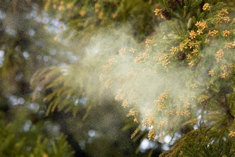 スギ（杉）の樹と花粉などについて 山に出かけてecoライフ