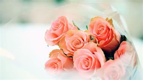 Peach Rose Wallpapers - Top Free Peach Rose Backgrounds - WallpaperAccess