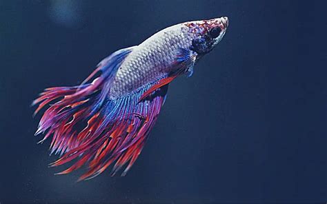 Betta Clamped Fins Causes 3 Simple Steps To A Happy Fish