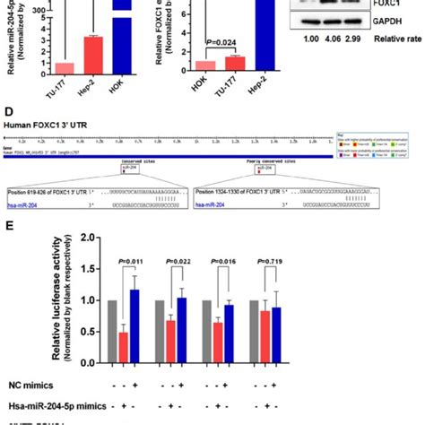 Mir P Overexpression Or Foxc Knockdown Inhibits Lscc Cell