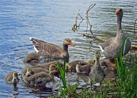 Greylag Goose - Facts, Diet, Habitat & Pictures on Animalia.bio