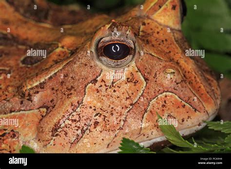 Suriname Horned Frog Ceratophrys Cornuta Stock Photo Alamy