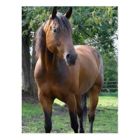 Bay Thoroughbred Horse Postcard | Zazzle