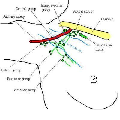 Lump in Armpit - Pictures, Causes, Treatment, Symptoms, Diagnosis ...