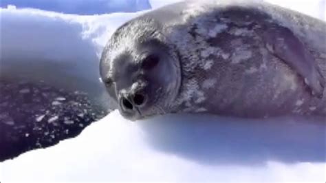 Тюлень матерится - YouTube