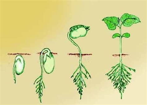 Mustard Seed Plant Life Cycle