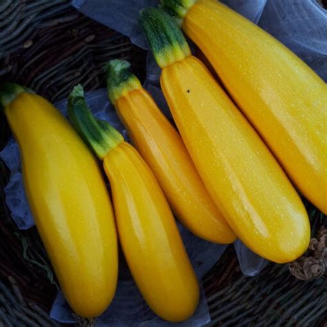 Courgette Jaune Rheinau Gold Graines Cucurbita Pepo Ombelle Et