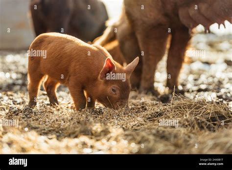 Rare pig breeds hi-res stock photography and images - Alamy