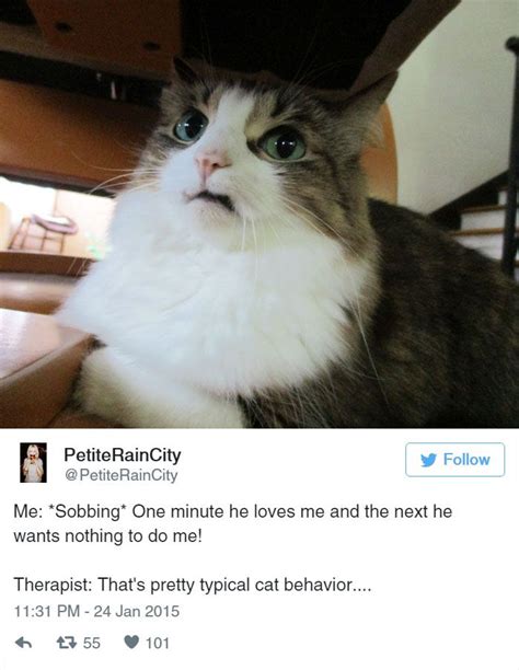 Funny Cat Tweets Bored Panda Cute Little Animals Cute Funny Animals