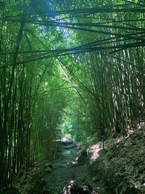 Maui's Bamboo Forest - Hiking the Pipiwai Trail - MileMarkerMemories