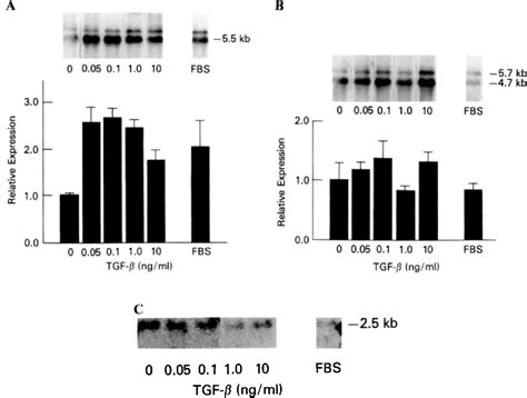 Figure From Transforming Growth Factor B Stimulates Type I Collagen