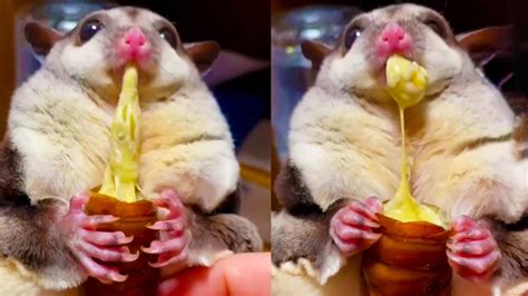 Asmr Eating Sugar Glider Eating Cheese Bug Youtube