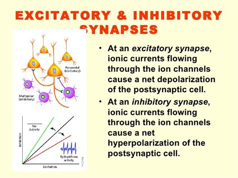 3 Synapse 08 09