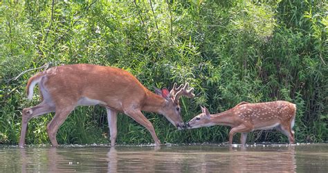 Passing The Torch Photograph By Todd Leech Fine Art America