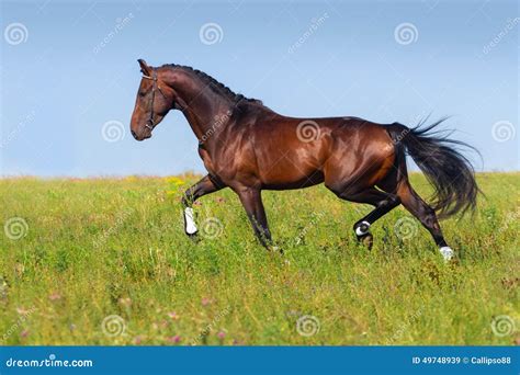 Bay Horse Trot Stock Image Image Of Ranch Equestrian 49748939