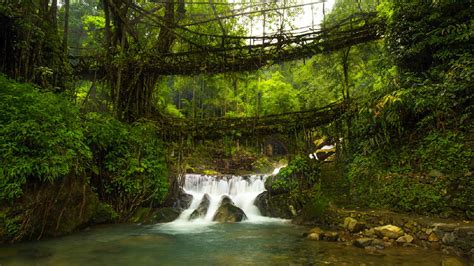 Musafirana Amazing Double Decker Root Bridge In Cherrapunji Meghalaya