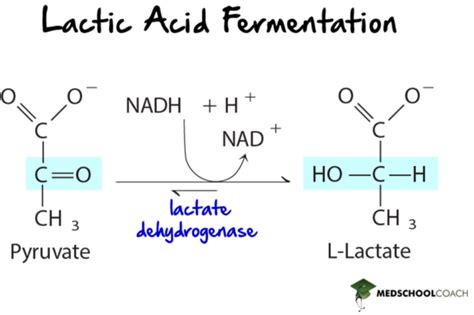 Fermentation Mcat Biochemistry Medschoolcoach