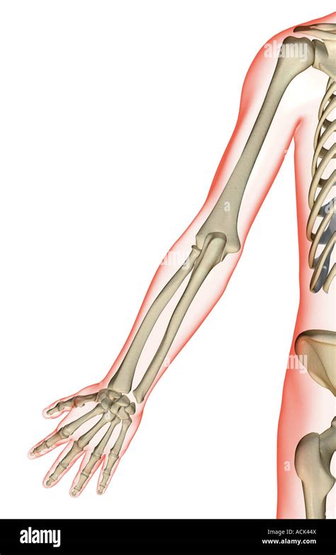 Ossa Arto Superiore Anatomia Immagini E Fotografie Stock Ad Alta