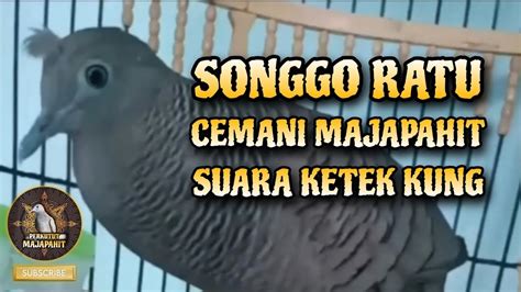 Perkutut Songgo Ratu Cemani Majapahit Suara Ketek Kung Gacor Manggung