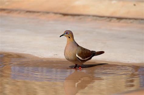 Pigeon In Pool Stock Image Image Of Water Bird Exploring 30398823