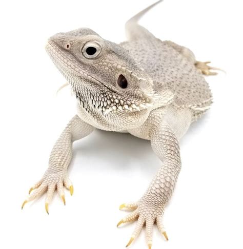 Zero Bearded Dragon V Reptiles